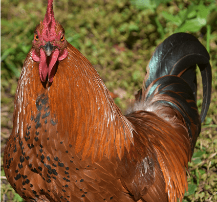 شرکت تعاونی مرغداران مراغه